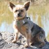 American River Ultra Choke-Free Dog Harness - Fossil Brown
