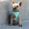 American River Ultra Choke-Free Dog Harness - Teal