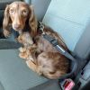 Dog Seat Belt Leash Strap